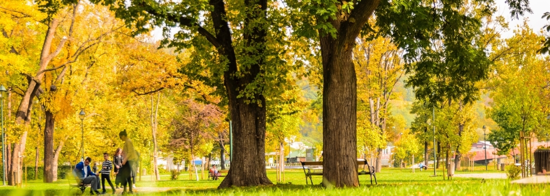 Beautiful yellow maple trees and other green trees