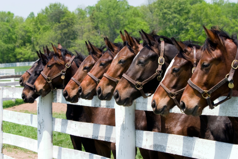 Horses